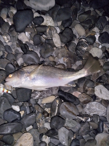 ニベの釣果