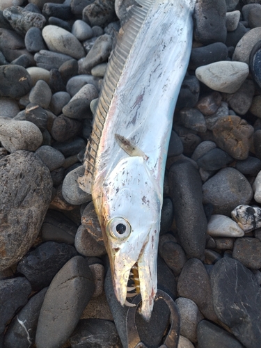 タチウオの釣果