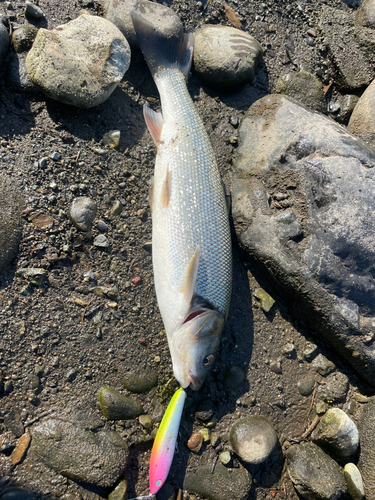 ウグイの釣果