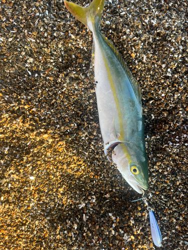 ワカシの釣果