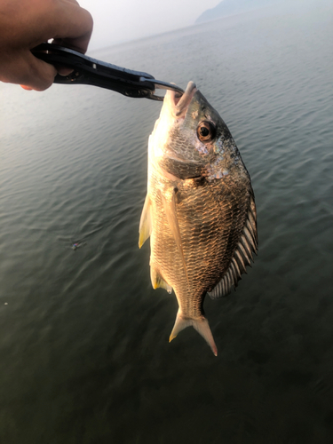 キビレの釣果