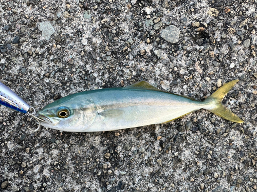 ツバスの釣果