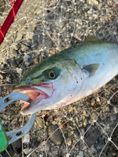 ツバスの釣果