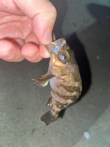 メバルの釣果