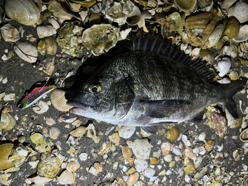 チヌの釣果