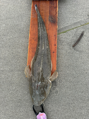 マゴチの釣果