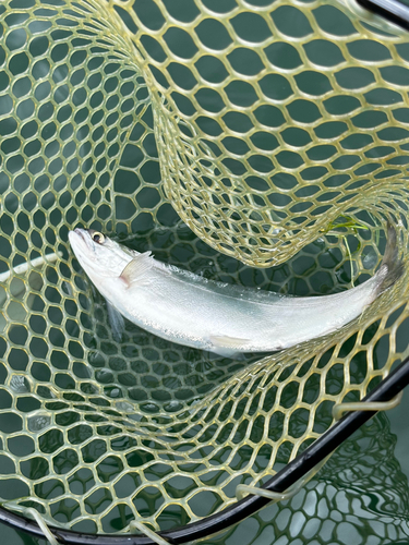 ヒメマスの釣果