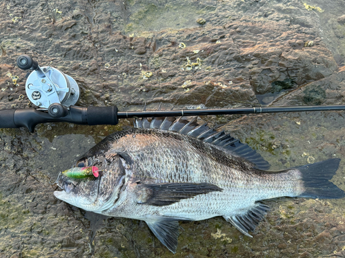 チヌの釣果