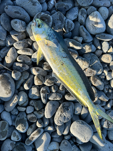 シイラの釣果