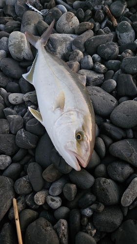 シオの釣果