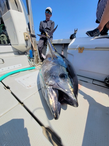 クロマグロの釣果