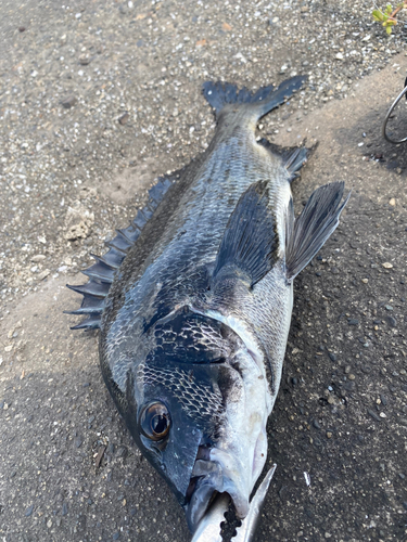 チヌの釣果