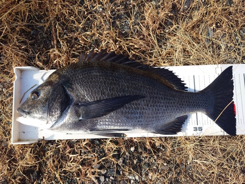 チヌの釣果