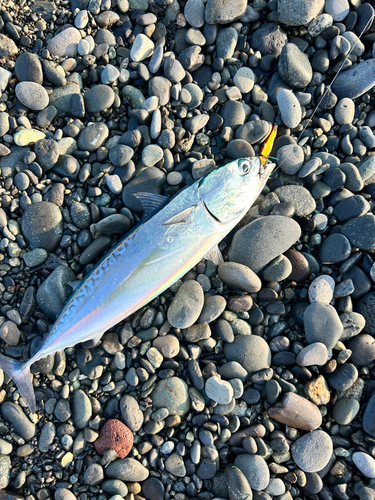 マルソウダの釣果