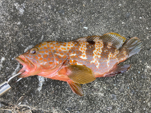 キジハタの釣果