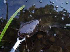 ナマズの釣果