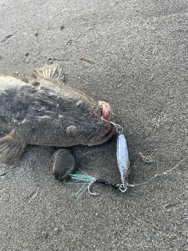 マゴチの釣果