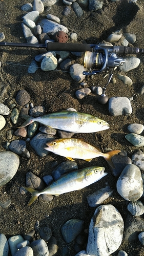 ワカシの釣果