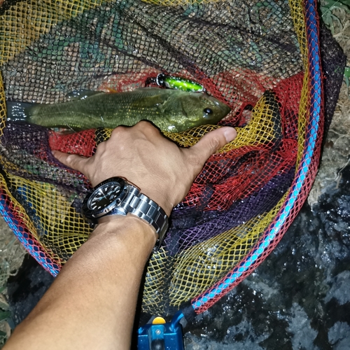 ブラックバスの釣果