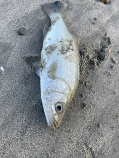 セイゴ（ヒラスズキ）の釣果