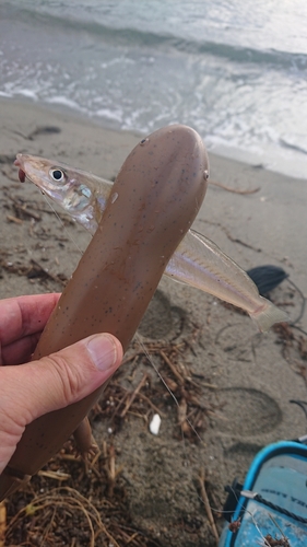 シロギスの釣果