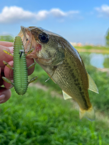 ラージマウスバスの釣果