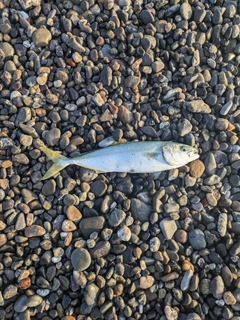 ワカシの釣果