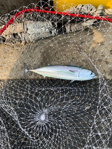 マルソウダの釣果