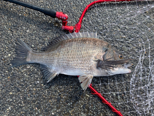 クロダイの釣果