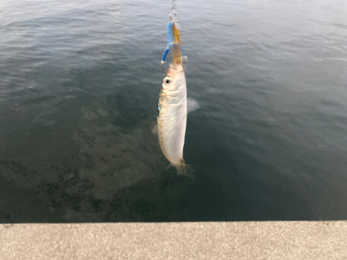 イワシの釣果