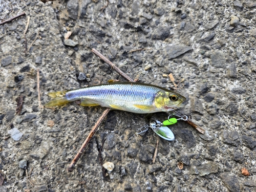 カワムツの釣果