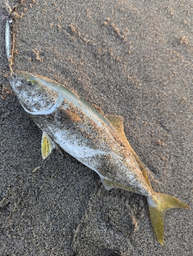 ワカシの釣果