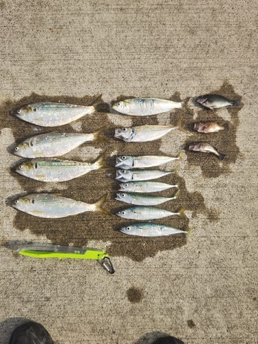 コノシロの釣果