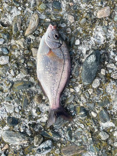 ウミタナゴの釣果