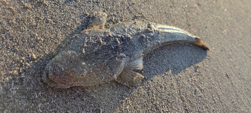 マゴチの釣果