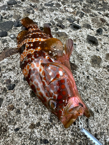 アコウの釣果