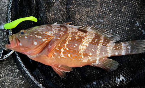 アコウの釣果