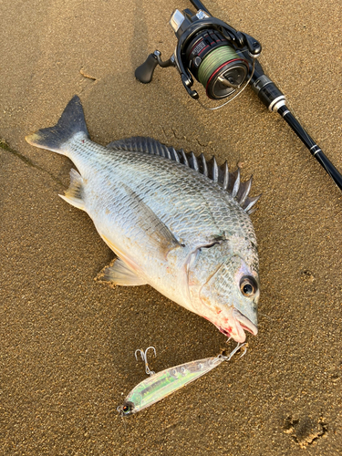 キビレの釣果