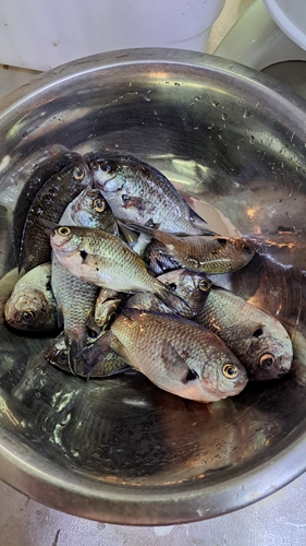 スズメダイの釣果