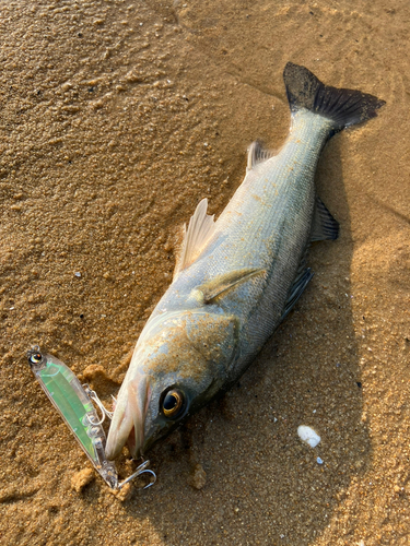 スズキの釣果