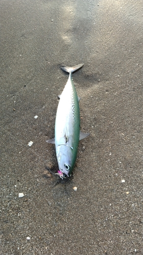 マルソウダの釣果