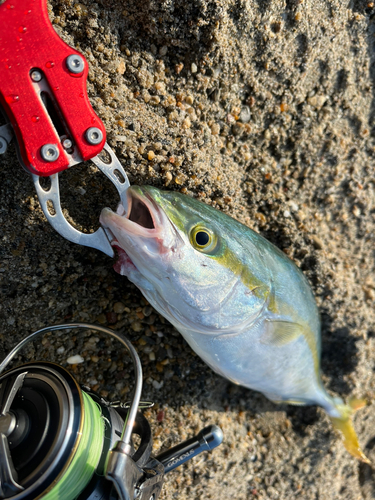 ワカシの釣果