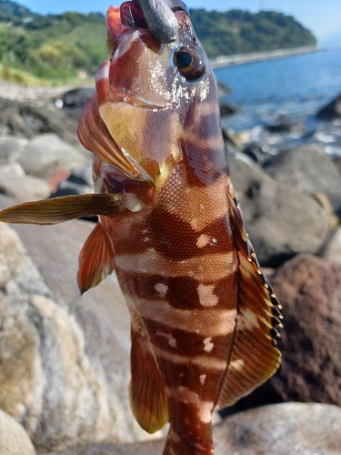 アカハタの釣果