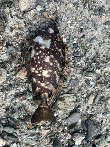 アイゴの釣果