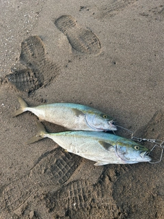 イナダの釣果