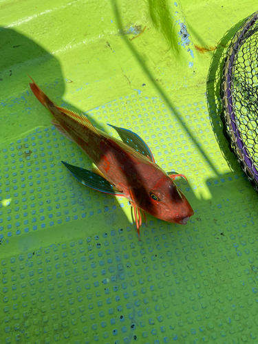 ホウボウの釣果