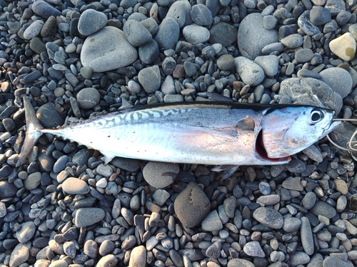 ソウダガツオの釣果