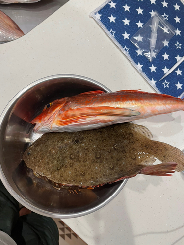 ガンゾウビラメの釣果