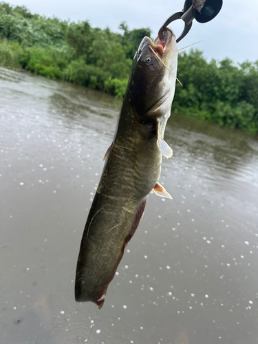 ナマズの釣果