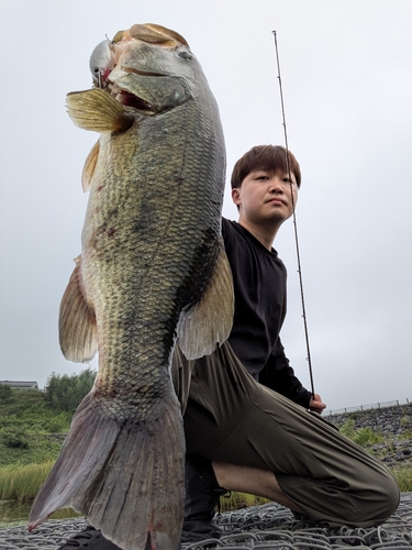 ブラックバスの釣果